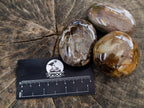 Polished Red Podocarpus Petrified Wood Palm Stones x 12 From Mahajanga, Madagascar