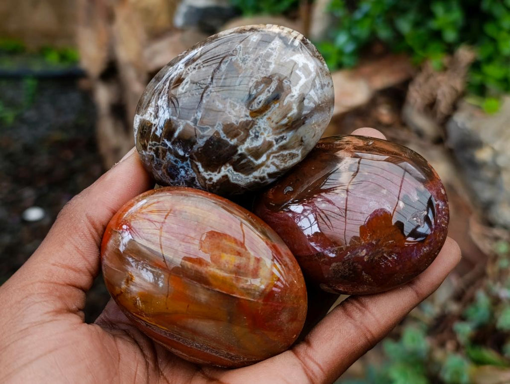 Polished Red Podocarpus Petrified Wood Palm Stones x 12 From Mahajanga, Madagascar