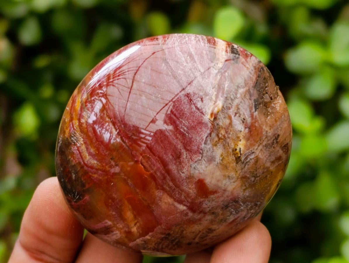 Polished Red Podocarpus Petrified Wood Palm Stones x 12 From Mahajanga, Madagascar