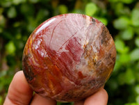 Polished Red Podocarpus Petrified Wood Palm Stones x 12 From Mahajanga, Madagascar
