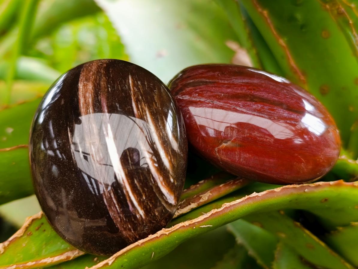 Polished Red Podocarpus Petrified Wood Palm Stones x 12 From Mahajanga, Madagascar