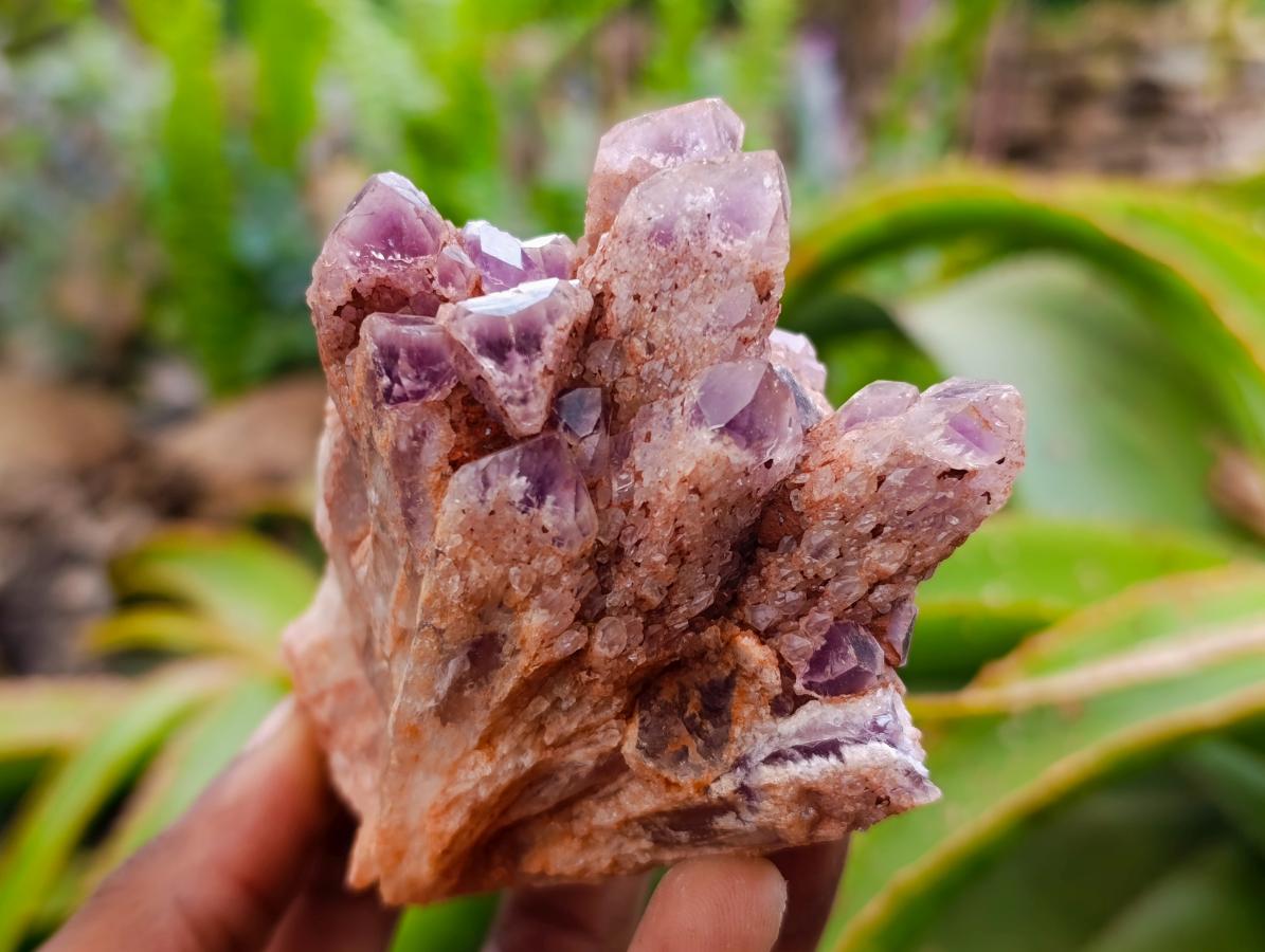 Natural Sugar Amethyst Clusters x 6 From Zambia