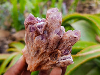 Natural Sugar Amethyst Clusters x 6 From Zambia