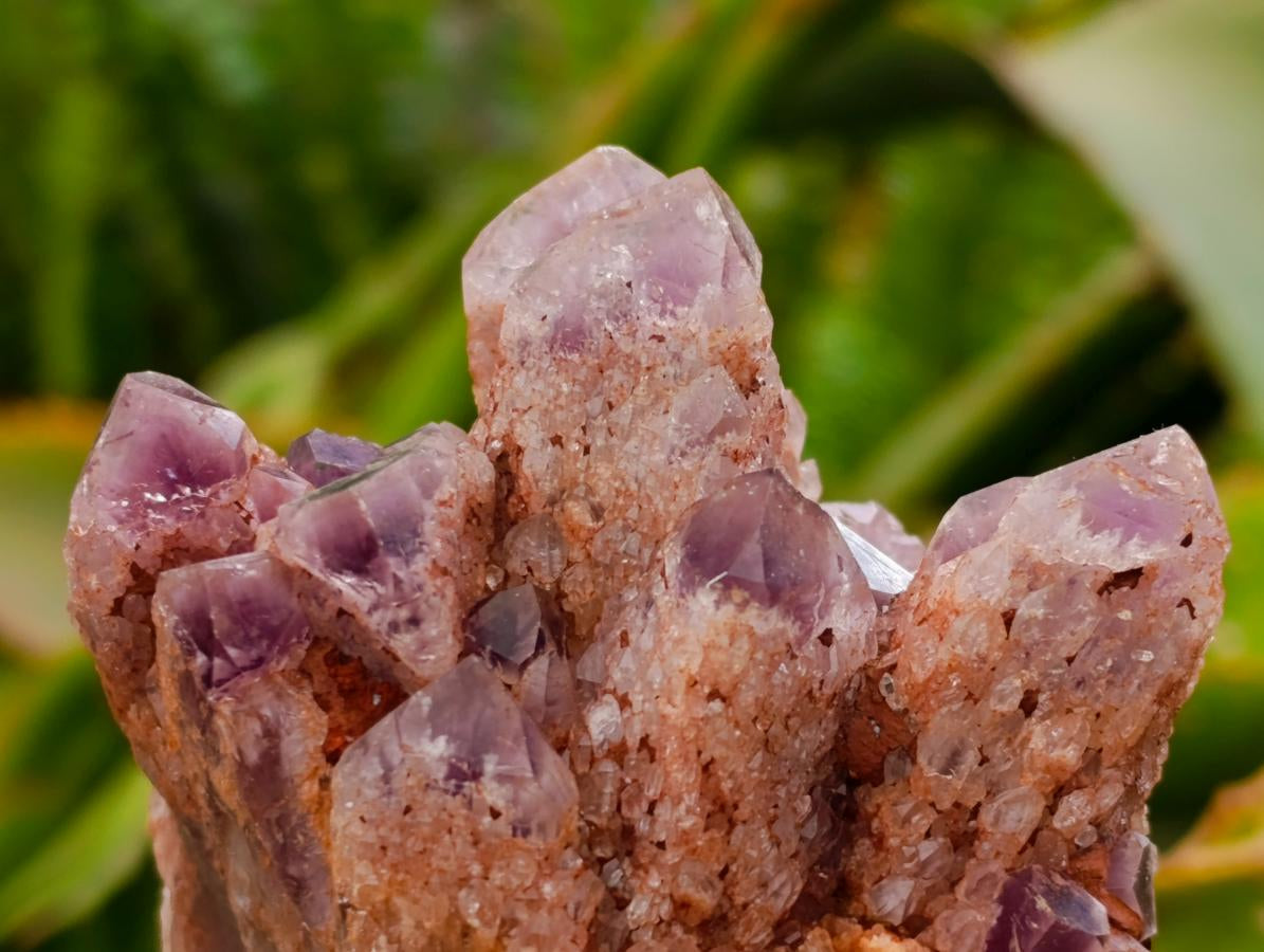 Natural Sugar Amethyst Clusters x 6 From Zambia