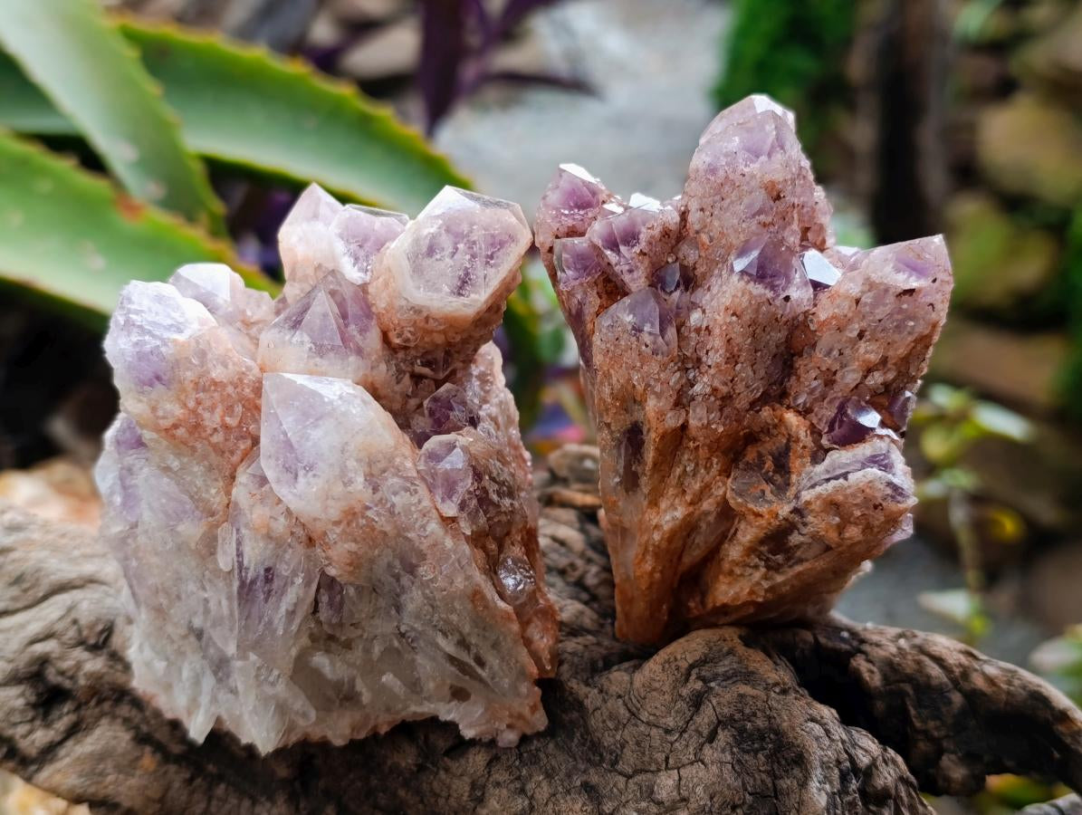 Natural Sugar Amethyst Clusters x 6 From Zambia
