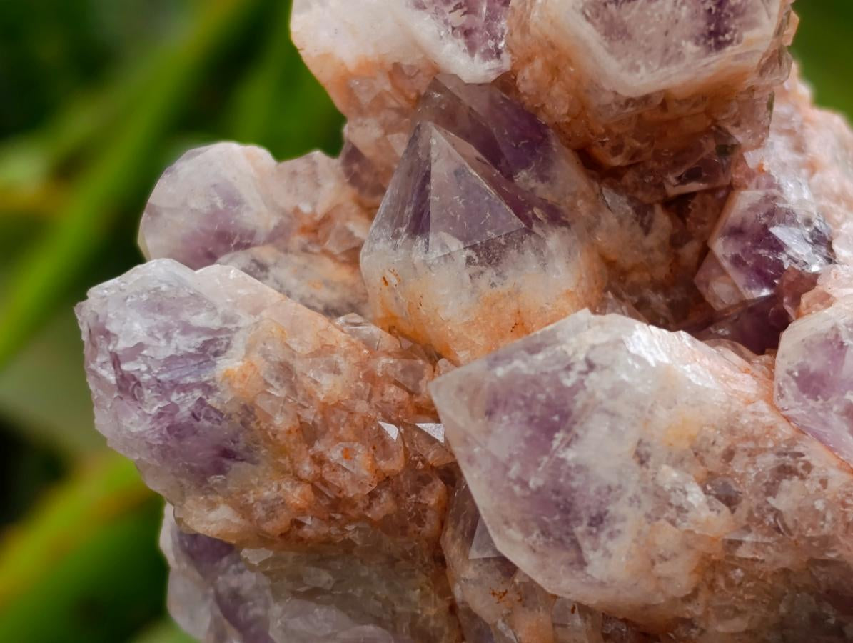Natural Sugar Amethyst Clusters x 6 From Zambia
