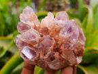 Natural Sugar Amethyst Clusters x 6 From Zambia