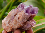 Natural Sugar Amethyst Clusters x 6 From Zambia