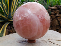 Polished XL Gemmy Star Rose Quartz Sphere x 1 From Madagascar