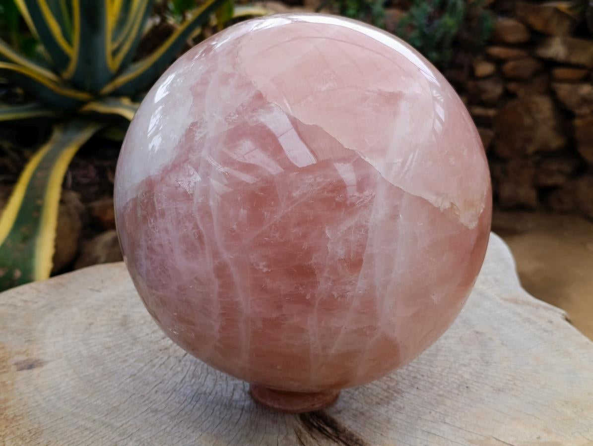 Polished XL Gemmy Star Rose Quartz Sphere x 1 From Madagascar