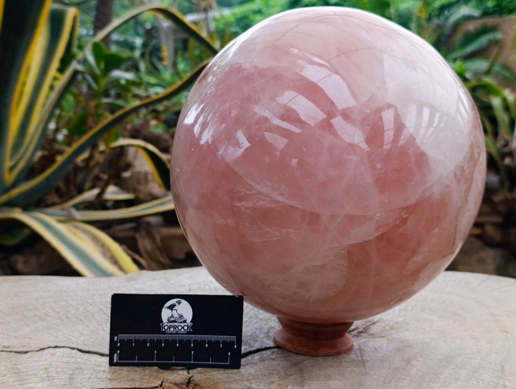 Polished XL Gemmy Star Rose Quartz Sphere x 1 From Madagascar