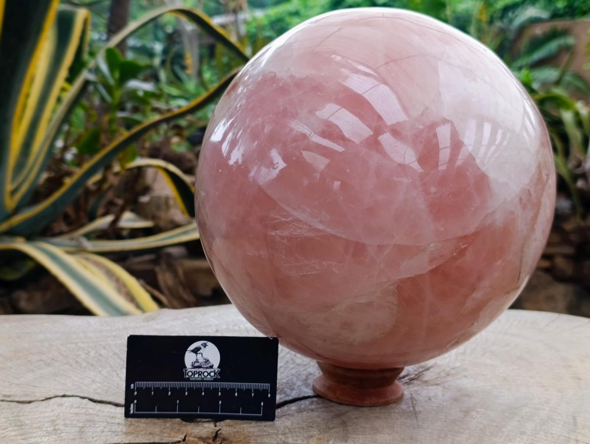 Polished XL Gemmy Star Rose Quartz Sphere x 1 From Madagascar