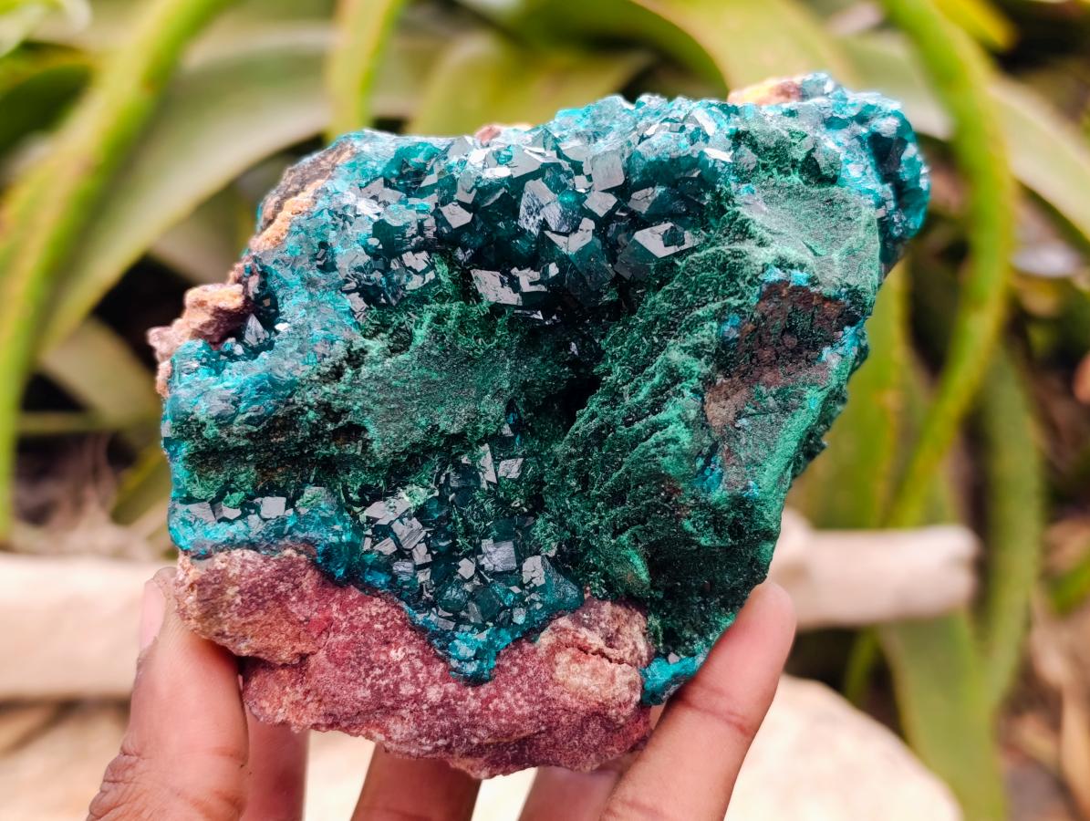 Natural Dioptase On Dolomite Specimen x 1 From Likasi, Congo