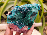 Natural Dioptase On Dolomite Specimen x 1 From Likasi, Congo