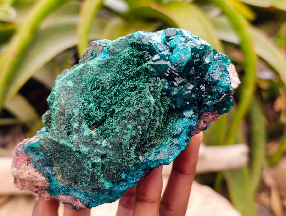 Natural Dioptase On Dolomite Specimen x 1 From Likasi, Congo