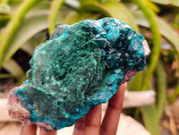 Natural Dioptase On Dolomite Specimen x 1 From Likasi, Congo