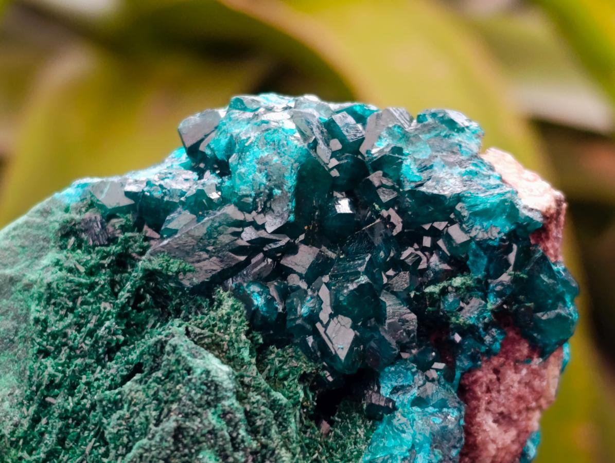 Natural Dioptase On Dolomite Specimen x 1 From Likasi, Congo