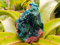 Natural Dioptase On Dolomite Specimen x 1 From Likasi, Congo