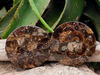 Hand Made Ammonite Conglomerate Display Plaques x 6 From Mahajanga, Madagascar