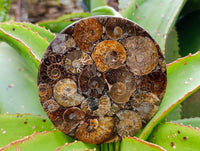 Hand Made Ammonite Conglomerate Display Plaques x 6 From Mahajanga, Madagascar