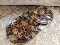 Hand Made Ammonite Conglomerate Display Plaques x 6 From Mahajanga, Madagascar