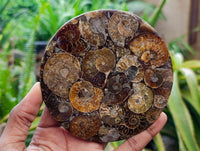 Hand Made Ammonite Conglomerate Display Plaques x 6 From Mahajanga, Madagascar
