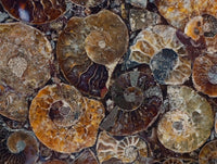Hand Made Ammonite Conglomerate Display Plaques x 6 From Mahajanga, Madagascar