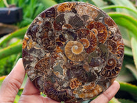 Hand Made Ammonite Conglomerate Display Plaques x 6 From Mahajanga, Madagascar