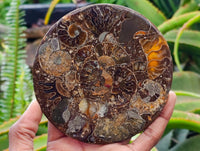 Hand Made Ammonite Conglomerate Display Plaques x 6 From Mahajanga, Madagascar
