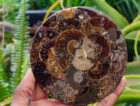Hand Made Ammonite Conglomerate Display Plaques x 6 From Mahajanga, Madagascar