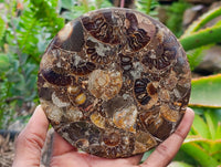 Hand Made Ammonite Conglomerate Display Plaques x 6 From Mahajanga, Madagascar