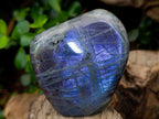 Polished Rare Purple Sunset Flash Labradorite Standing Free Forms x 6 From Tulear, Madagascar