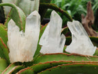 Natural Small Clear Quartz Clusters x 12 From Madagascar