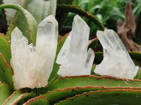Natural Small Clear Quartz Clusters x 12 From Madagascar