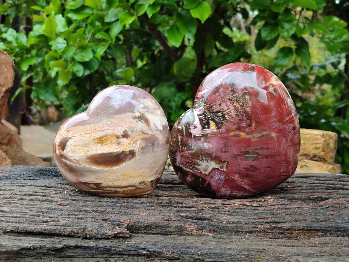 Polished Red Podocarpus Petrified Wood Hearts x 2 From Mahajanga, Madagascar