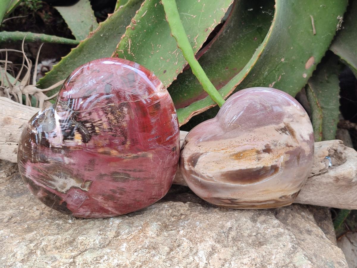 Polished Red Podocarpus Petrified Wood Hearts x 2 From Mahajanga, Madagascar