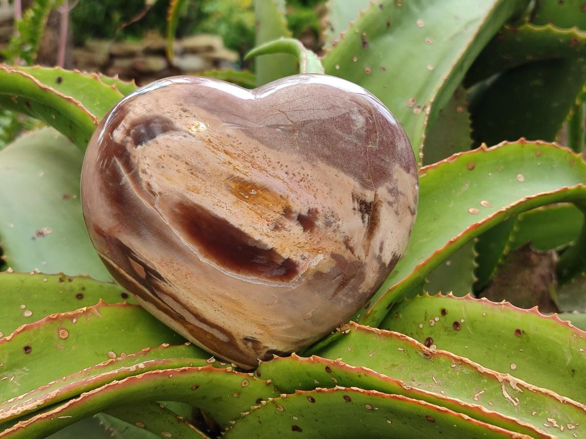 Polished Red Podocarpus Petrified Wood Hearts x 2 From Mahajanga, Madagascar
