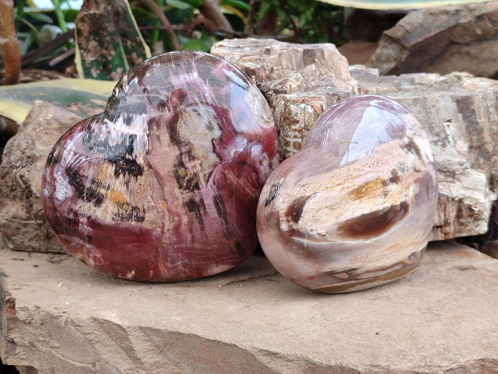 Polished Red Podocarpus Petrified Wood Hearts x 2 From Mahajanga, Madagascar - Toprock Gemstones and Minerals 
