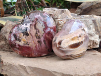 Polished Red Podocarpus Petrified Wood Hearts x 2 From Mahajanga, Madagascar