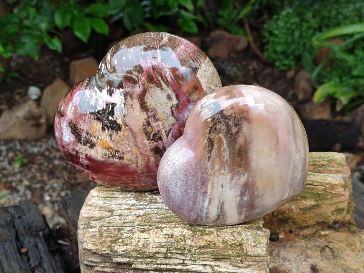 Polished Red Podocarpus Petrified Wood Hearts x 2 From Mahajanga, Madagascar