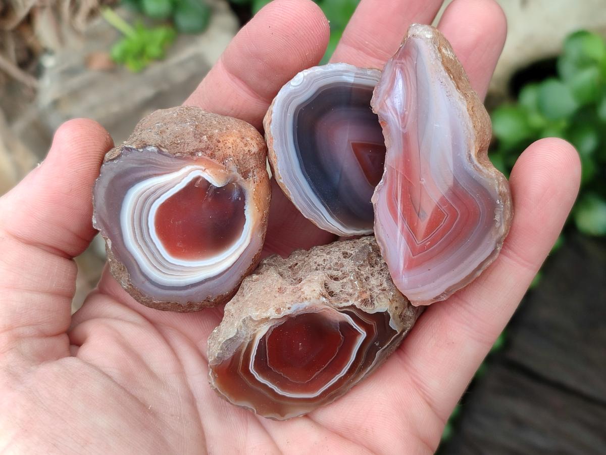 Polished On One Side Red Shashe River Agate Nodules x 48 From Shashe River, Zimbabwe