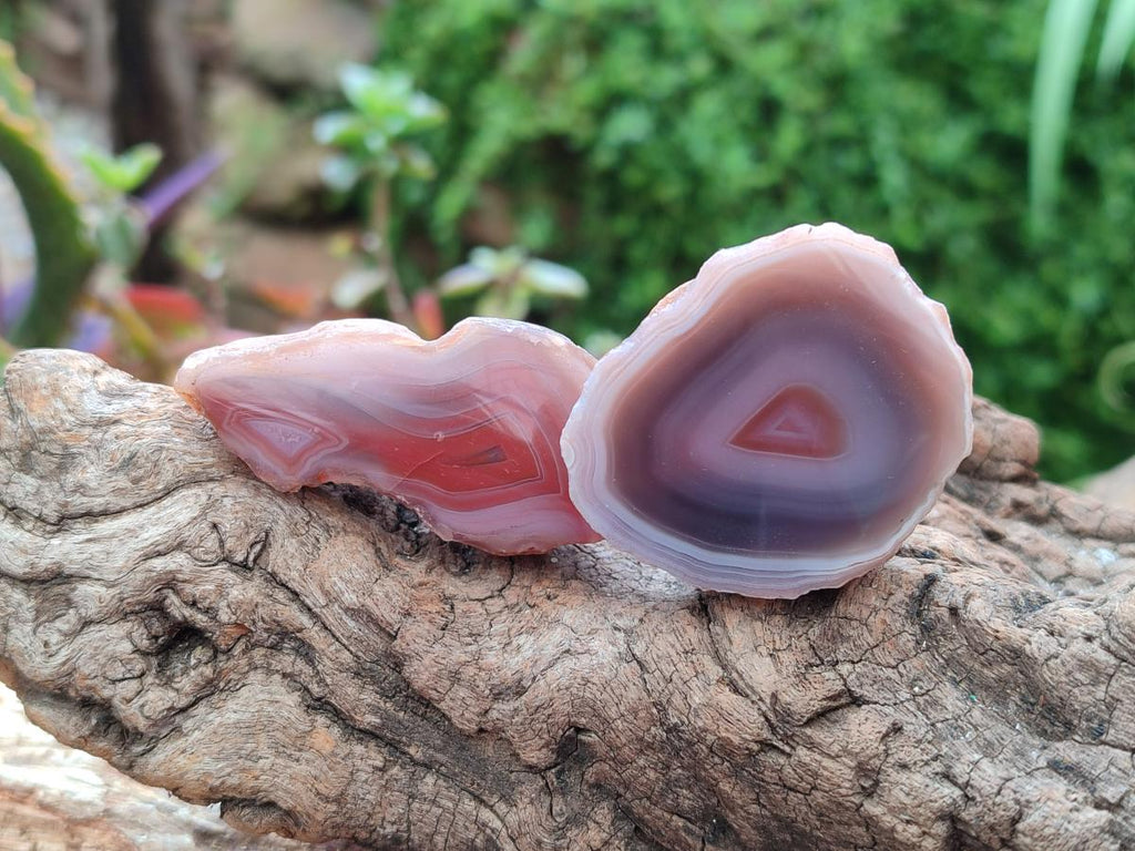 Polished On One Side Red Shashe River Agate Nodules x 48 From Shashe River, Zimbabwe
