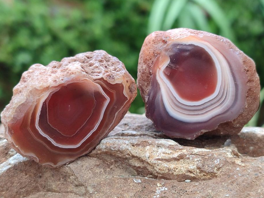 Polished On One Side Red Shashe River Agate Nodules x 48 From Shashe River, Zimbabwe