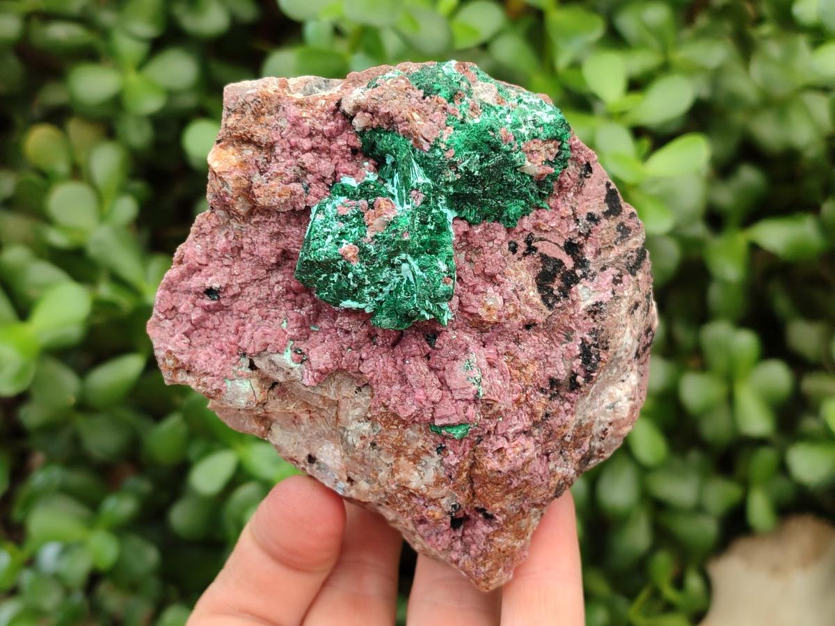 Natural Salrose Cobaltion Dolomite with Malachite and Kaolinite Specimens x 2 From Kakanda, Congo