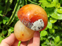 Polished Mixed Selection of Mushrooms x 6 From Madagascar