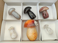 Polished Mixed Selection of Mushrooms x 6 From Madagascar