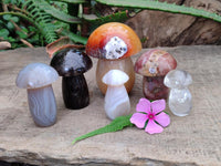 Polished Mixed Selection of Mushrooms x 6 From Madagascar