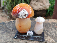 Polished Mixed Selection of Mushrooms x 6 From Madagascar