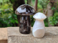 Polished Mixed Selection of Mushrooms x 6 From Madagascar