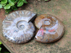 Polished Rare Red Ammolite Ammonite Fossils x 2 From Tulear, Madagascar